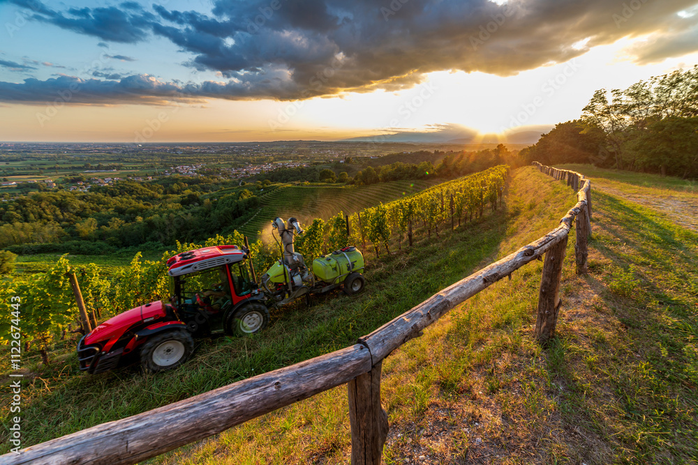 Colorful sunset in the vineyards of Savorgnano del Torre