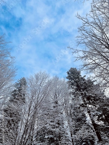 snow covered trees