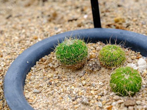 Close-up photo of a cute green cactus photo