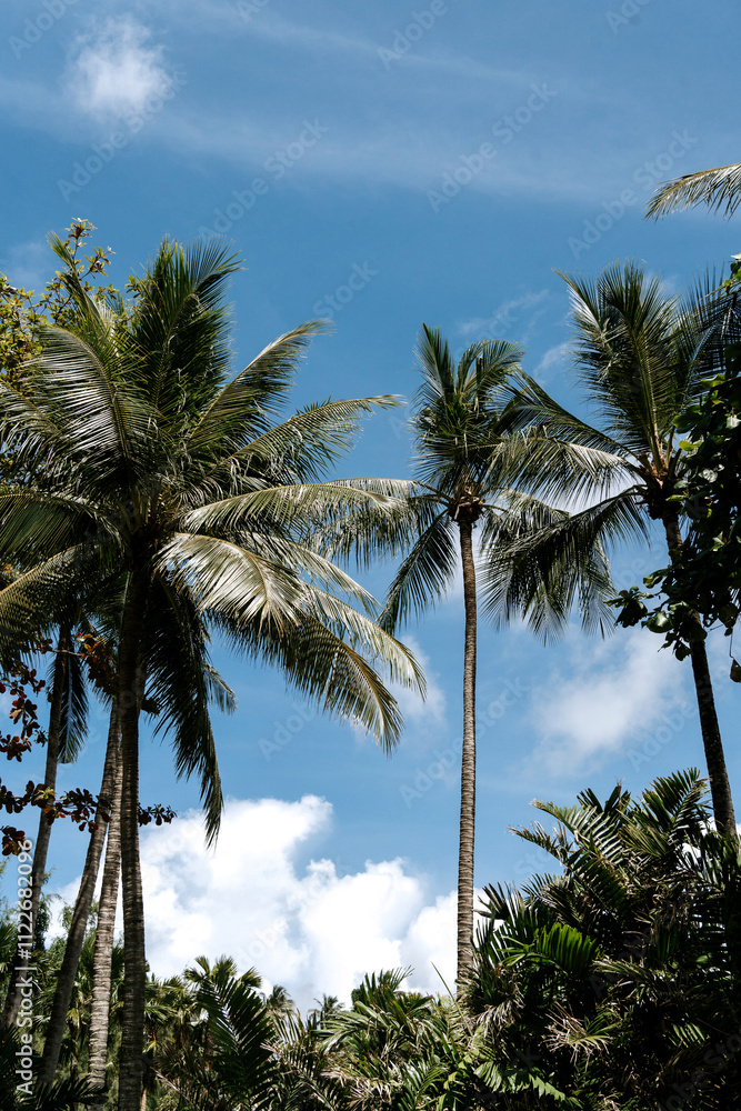 Obraz premium palm trees on the beach