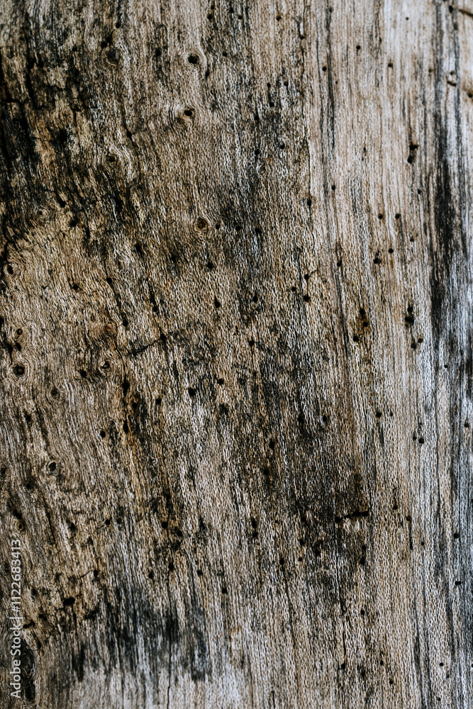 Obraz premium wood texture tree bark old