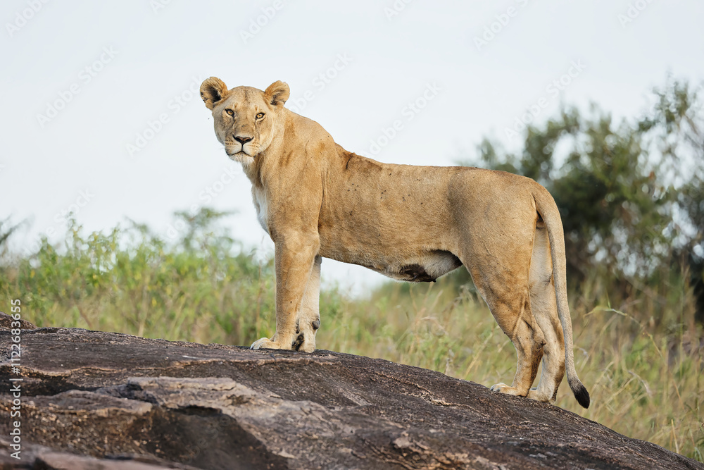 Obraz premium Female lion or lioness from the black rock pride standing on a rock and staring at its visitors at Masai Mara National Park. 