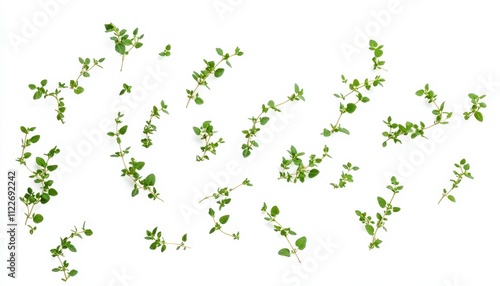 Fresh Thyme Sprigs Scattered on White Background