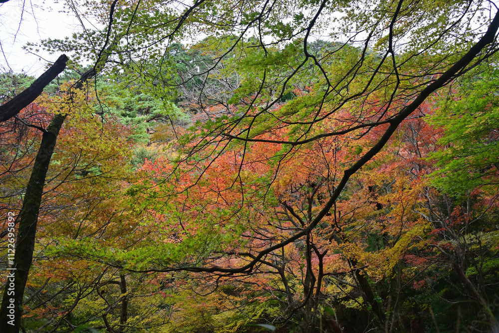 Fototapeta premium 富山市・寺家公園の紅葉・名所