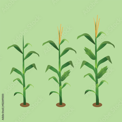 Vector Illustration of Corn Plant and Cobs