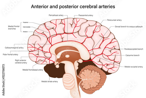 Anterior and Posterior cerebral arteries diagram. Arterial System Of The Brain. Human brain anatomy.