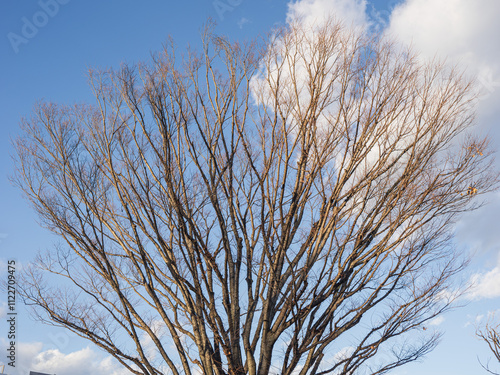 冬枯れのケヤキ。日本 神奈川県 小田原市 2024年12月撮影。
Winter dead zelkova tree. Photographed in Odawara, Kanagawa, Japan, December 2024. photo