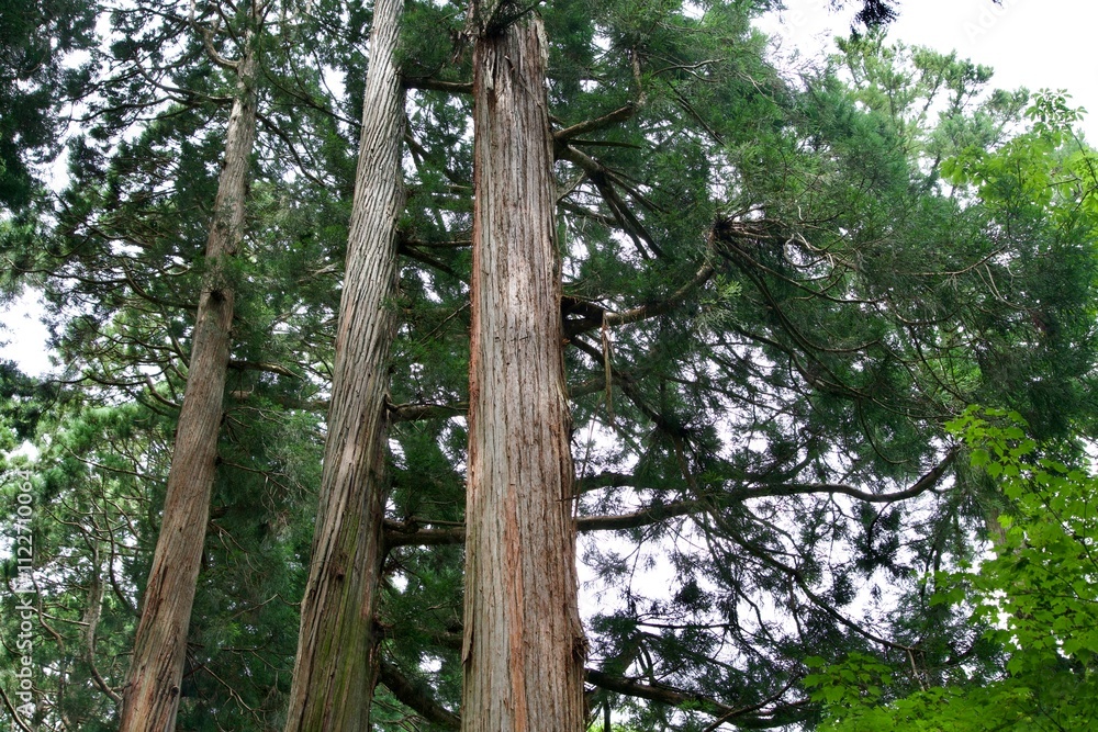 Fototapeta premium Cedar tree at Togakushi Shrine in summer