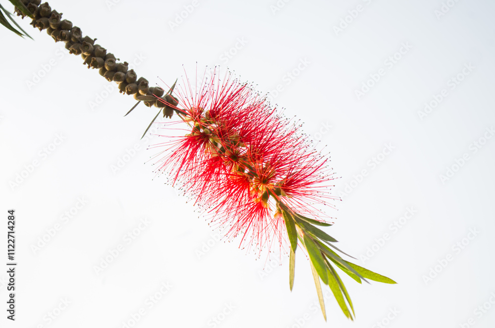 Bottle brash with white background branch of a tree Bottle brash with white background branch of a tree