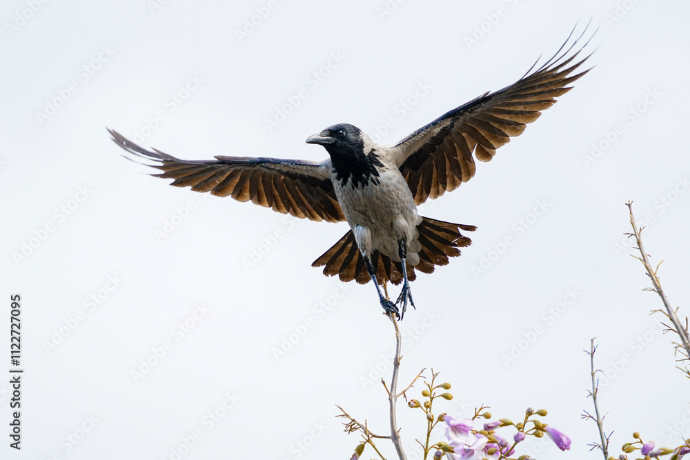 Fototapeta premium Wildlife - Birds. The hooded crow (Corvus cornix) is a Eurasian bird in the genus Corvus. It feeds on a wide variety of foods, including worms, carrions, fruit berries and seeds.