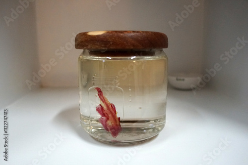 Colorful skeleton of Chinese Hillstream Loach fish in glycerin. Clearing and Staining in a jar. photo