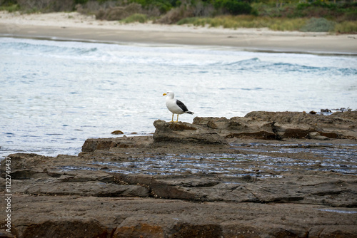 Kelp Gull (larus dominicanus) on the tessellated pavement at the edge of Pirates Bay, Tasmania  photo