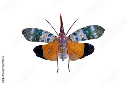 Lantern fly isolated on white background. Pyrops candelaria. It have long snouts for slurping sap.  photo