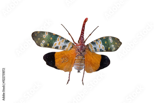 Pyrops candelaria a species of planthopper, isolated on white background. Lantern fly have long snouts for slurping sap.  photo