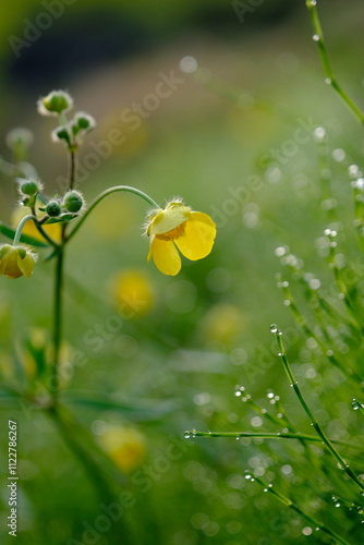ウマノアシガタ　初夏の花