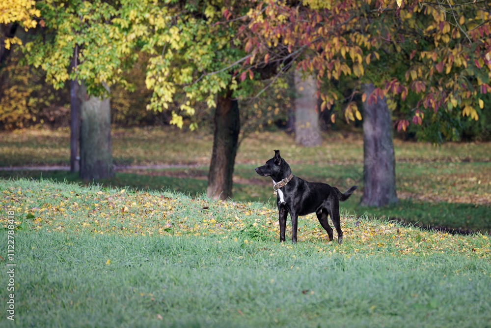 Black dog waits attentively in a park under trees Black dog waits attentively in a park under trees