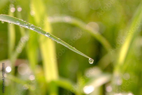 朝露　自然の美しさ