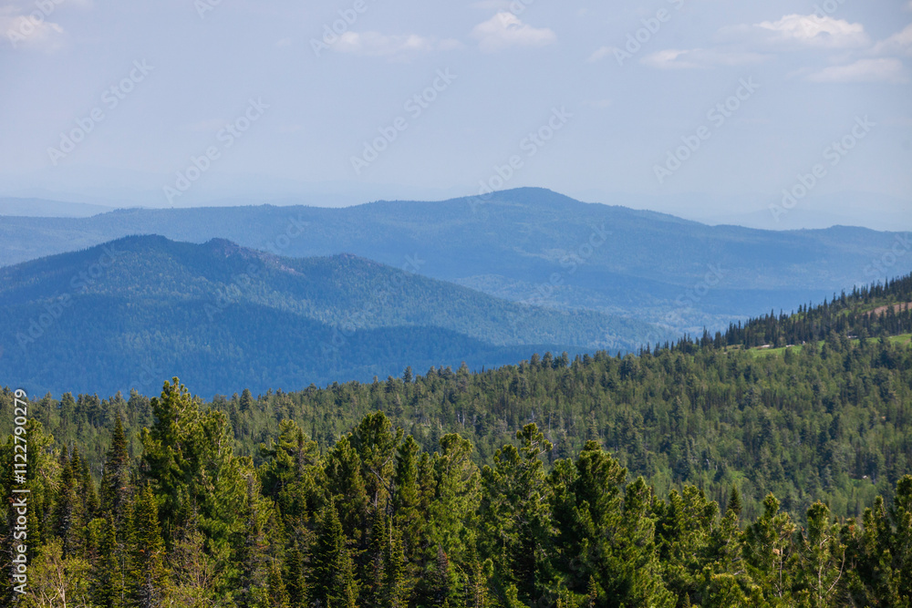 Obraz premium Pine trees and blue hills in the distance. Landscapes of mountain Shoria. Kemerovo region, Russia