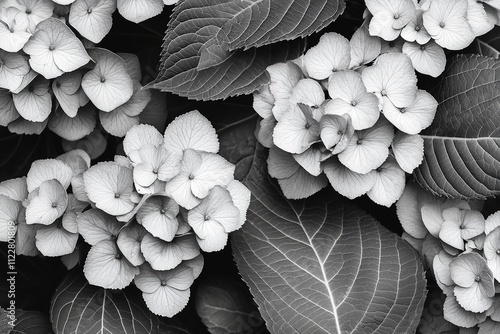 Hydrangea hophead flowers and leaves in Hydrangea. Generative Ai photo