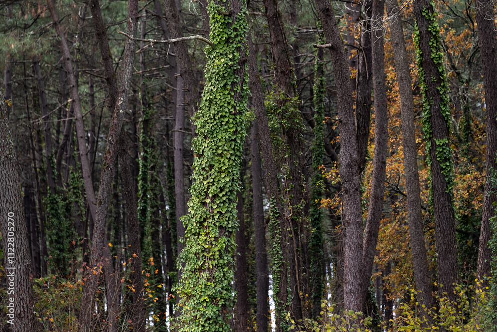 Obraz premium Photo of a tree trunk covered with ivy. There are other tree trunks in the background