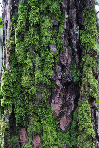 Vertical photograph of a fragment of a tree trunk covered with green moss