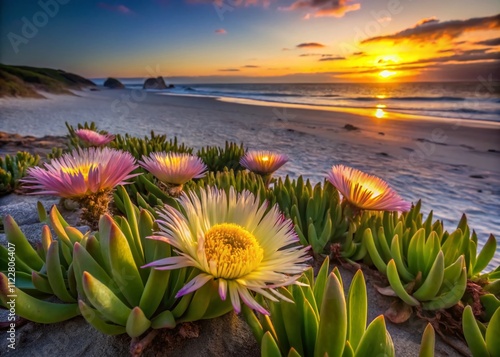 Captivating Low Light Photography of Pigface Karkalla Sea Fig Beach Bananas Carpobrotus Rossii Edible Plant Surrounded by Soft Beach Glow at Twilight photo