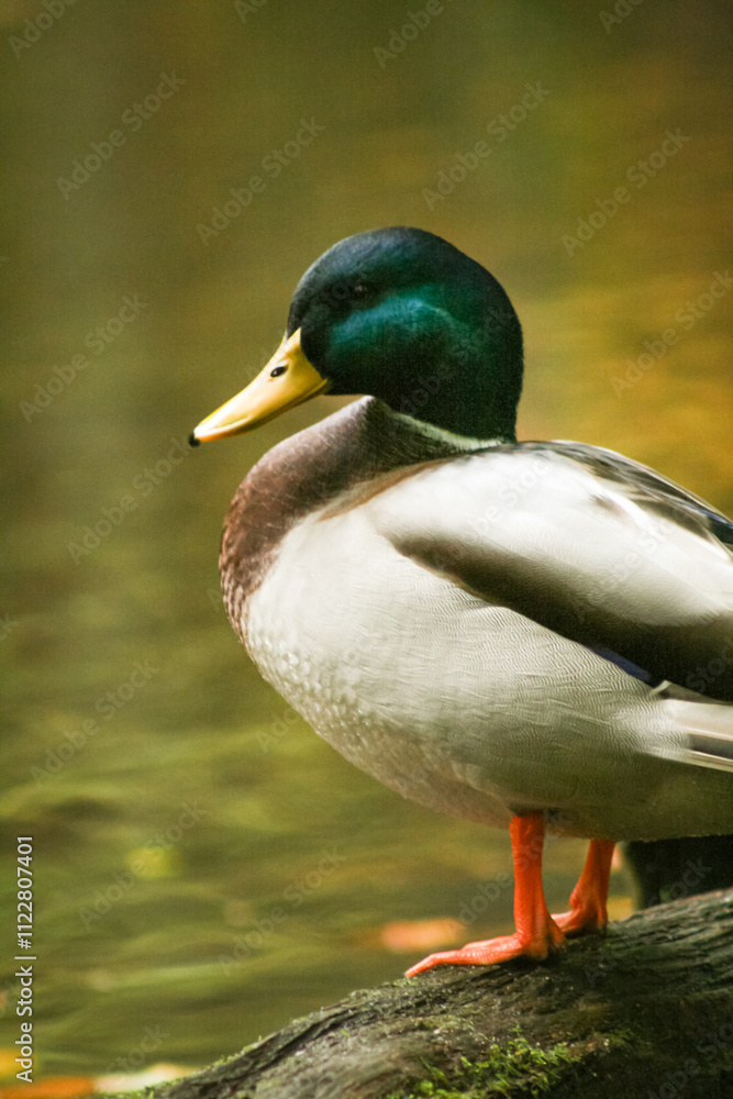 Obraz premium Close up of a Male mallard duck with bright orange feet standing on a tree root with an autumn pond in the background, North Rhine-Westphalia, Germany