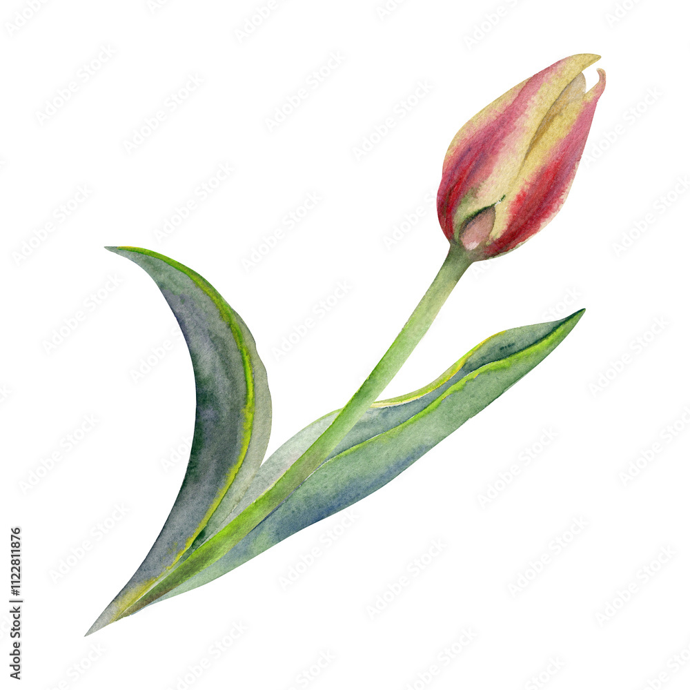 Fototapeta premium Spring bulb flower, yellow and red tulip bud with stem and green leaves, isolated botanical illustration hand drawn in watercolor. Single element object for wedding bouquet, florist shop, stationery.