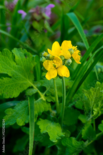 Blüte des Schöllkraut (Chelidonium majus) photo