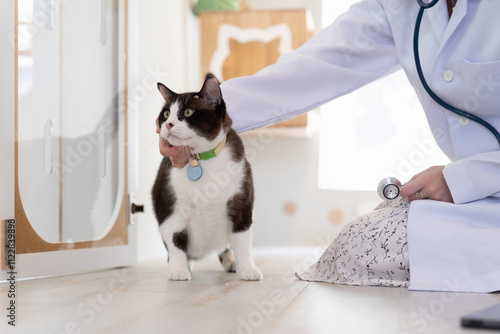 Veterinarian using stethoscope examining cat at animal clinic, veterinary , medical or pet treatment. Feline woman doctor working in veterinary clinic. Veterinarian doctor at vet clinic