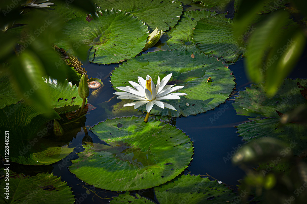 Lotus flowers are blooming on the surface of the water Lotus flowers are blooming on the surface of the water