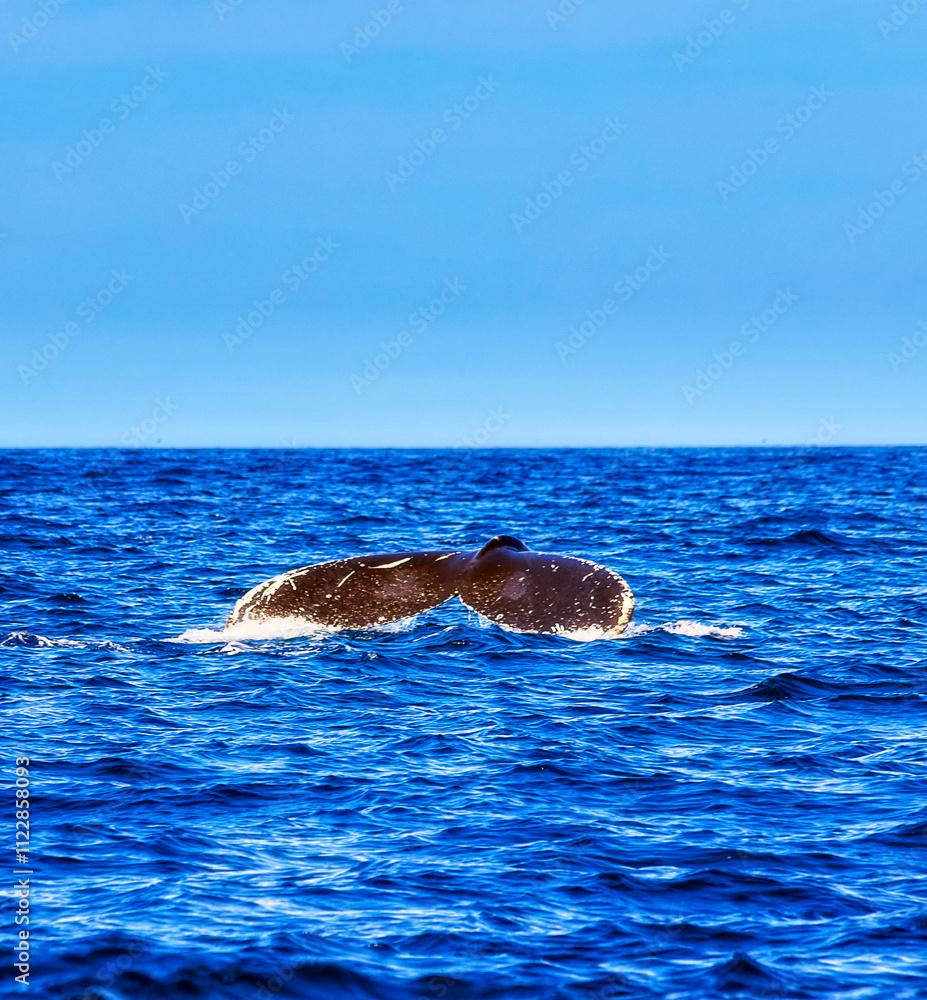 Fototapeta premium Animal Whale Tail