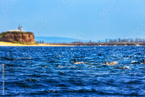 Animal Dolphins Nobbys head