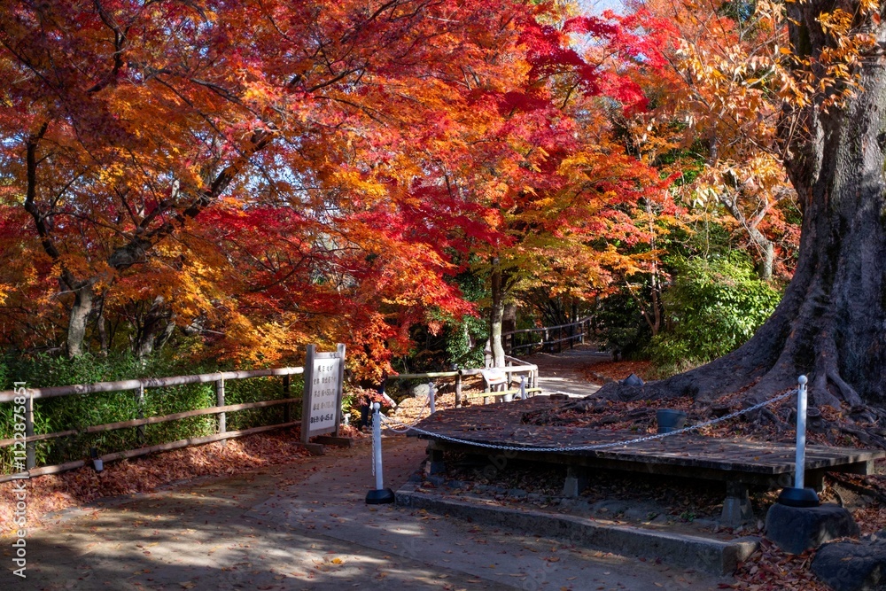 Obraz premium Autumn Leaves in Kyoto, Japan 京都 紅葉
