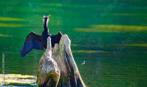 Anhinga sunning with wings spread on a cyprus knee in Wakulla Springs State Park, Florida photo