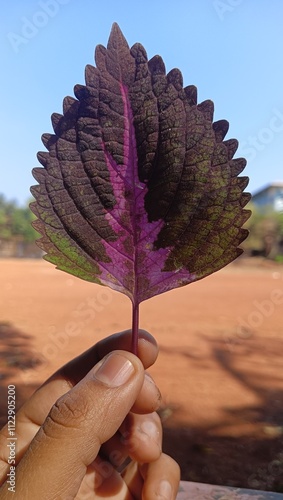 beautiful coleus leaf photo