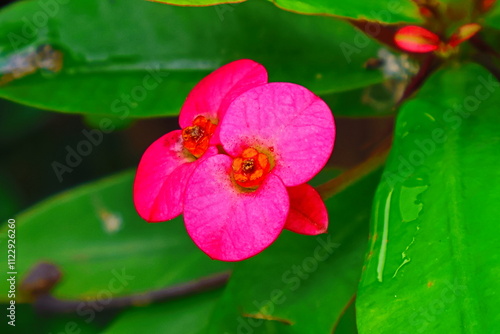 Poy.- sain red small flowers blooming bright soft in garden park Thailand beautiful nature  photo