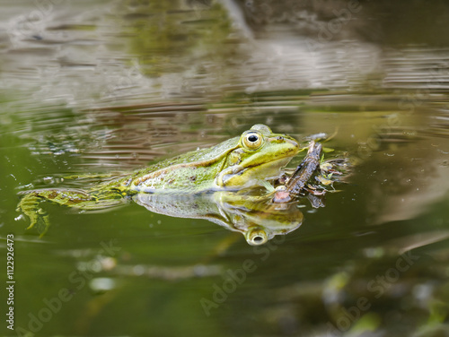 Grünfrosch  (Pelophylax „esculentus“) auch Wasserfropsch genannt photo