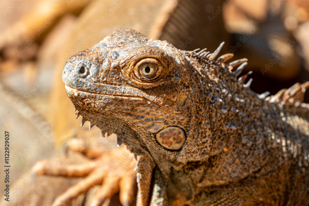 Fototapeta premium Honduras, Roatán, Roatán spiny-tailed Iguana (Ctenosaura oedirhina)