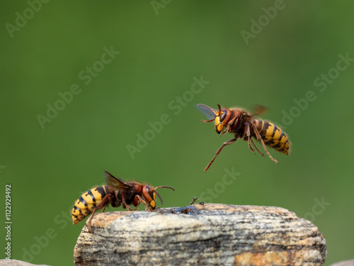 Hornisse (Vespa crabro) photo