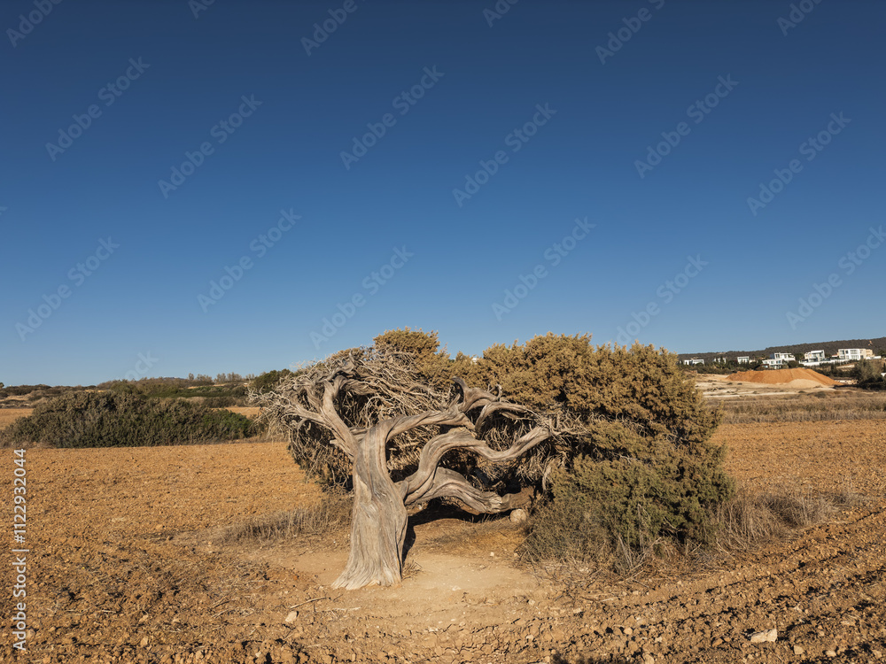 Old Juniper Tree in Cyprus Landscape