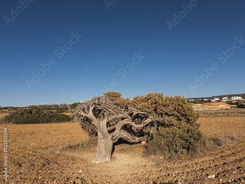 Obraz na płótnie Old Juniper Tree in Cyprus Landscape w salonie