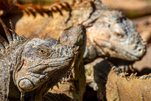 Honduras, Roatán, Roatán spiny-tailed Iguana (Ctenosaura oedirhina) photo