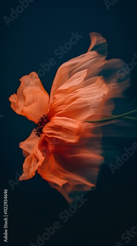 Vibrant orange poppy flower in artistic motion against deep blue backdrop