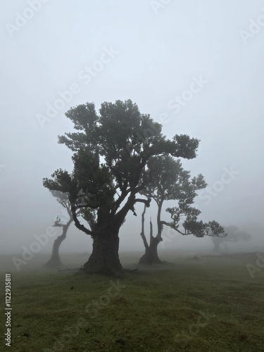 Gespensterwald, Nebelwald, Madeira, Posto Florestal Do Fanal, Nebel