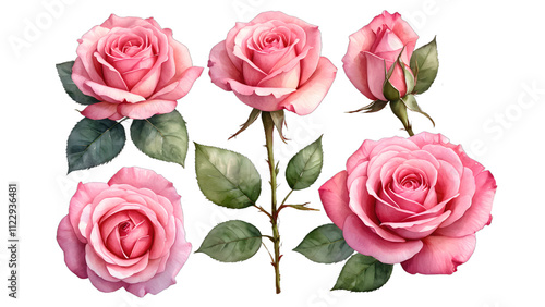 A beautiful bouquet of pink roses isolated on a white background
