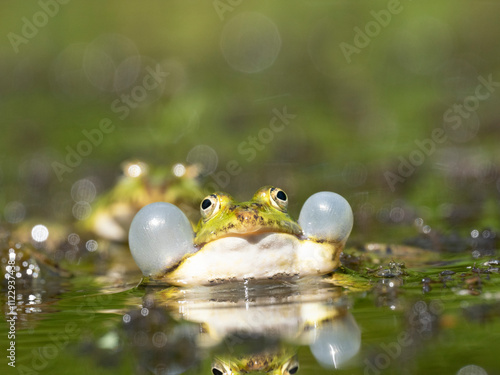 Grünfrosch  (Pelophylax „esculentus“) auch Wasserfropsch genannt photo