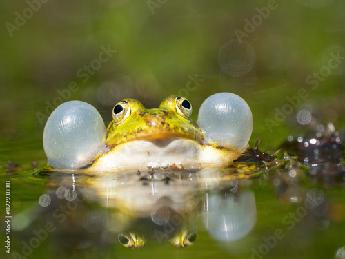 Grünfrosch  (Pelophylax „esculentus“) auch Wasserfropsch genannt photo