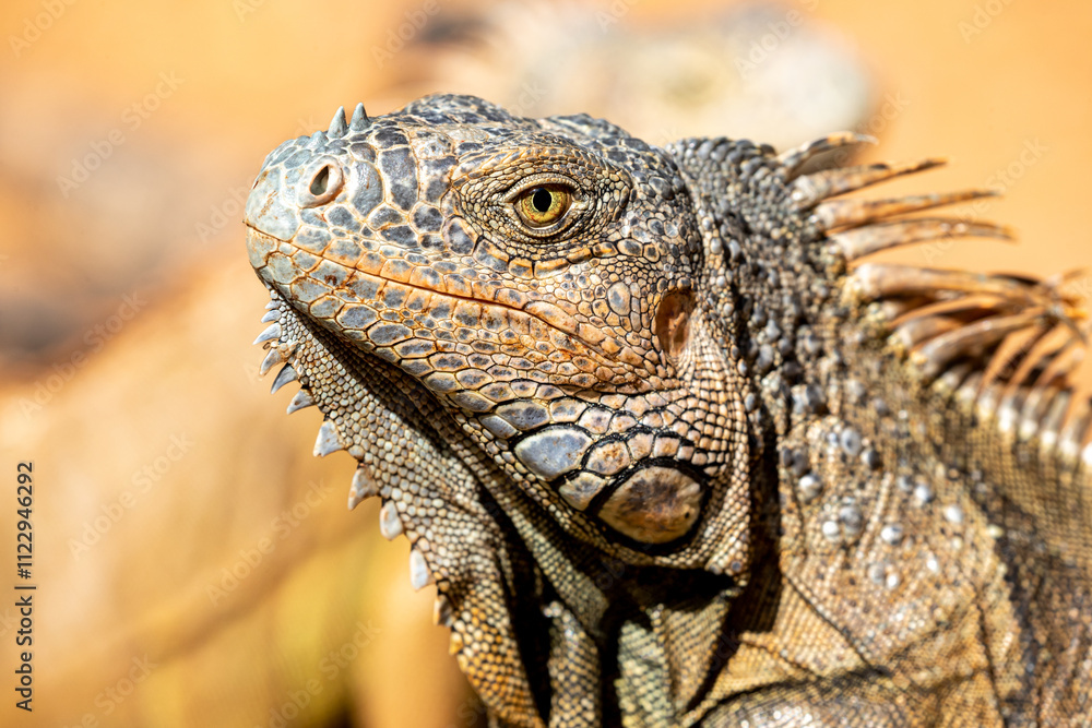 Fototapeta premium Honduras, Roatán, Roatán spiny-tailed Iguana (Ctenosaura oedirhina)