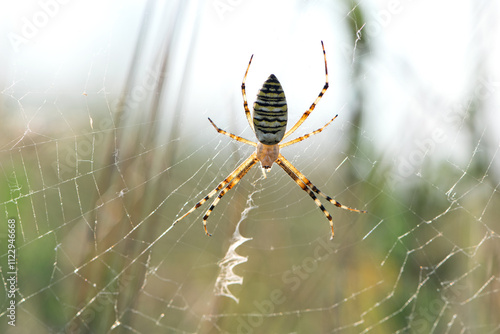 large wasp spider sits on a web on a green background. Argiope Bruennichi, or lat spider wasp. Argiope bruennichi eating his victim, a species of araneomorph spider. macro, black-yellow male spider. photo